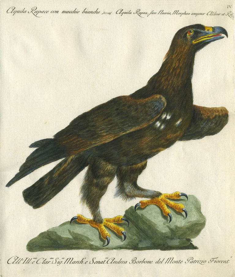 Item #20599 Aquila Rapace con macchie bianche, Plate IV, engraving from "Storia naturale degli uccelli trattata con metodo e adornata di figure intagliate in rame e miniate al naturale" Eagle, Saviero Manetti.