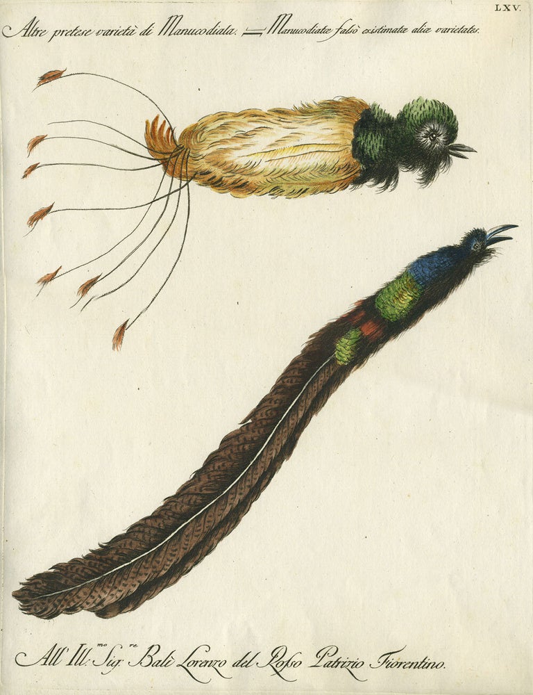 Item #20601 Altre pretesa varieta di Manucodiala, Plate LXV, engraving from "Storia naturale degli uccelli trattata con metodo e adornata di figure intagliate in rame e miniate al naturale" Bird of Paradise, Tail feathers.