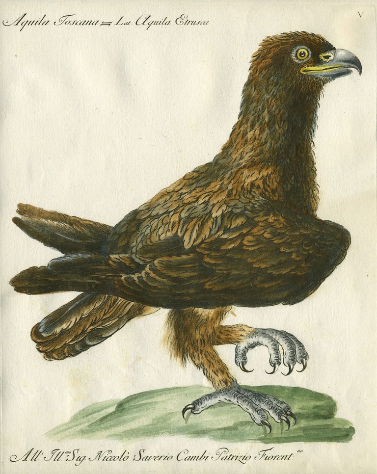 Item #20602 Aquila Toscana, Plate IV, engraving from "Storia naturale degli uccelli trattata con metodo e adornata di figure intagliate in rame e miniate al naturale" Eagle, Saviero Manetti.