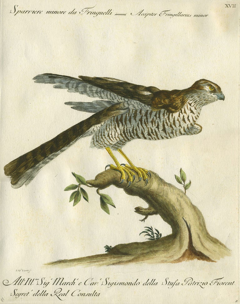 Item #20604 Sparviere Minore da Fringuelli Plate XVII, engraving from "Storia naturale degli uccelli trattata con metodo e adornata di figure intagliate in rame e miniate al naturale" Hawk, Saviero Manetti.
