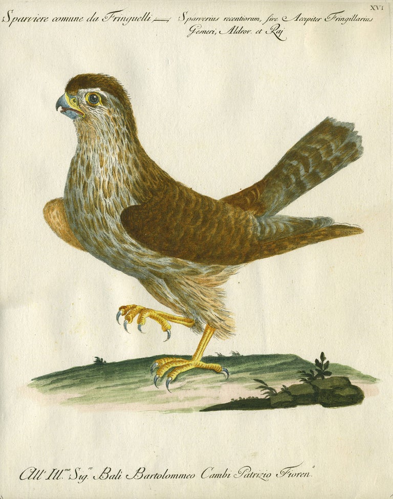 Item #20605 Sparviere comune da Fringuelli, Plate XVI, engraving from "Storia naturale degli uccelli trattata con metodo e adornata di figure intagliate in rame e miniate al naturale" Hawk, Saviero Manetti.