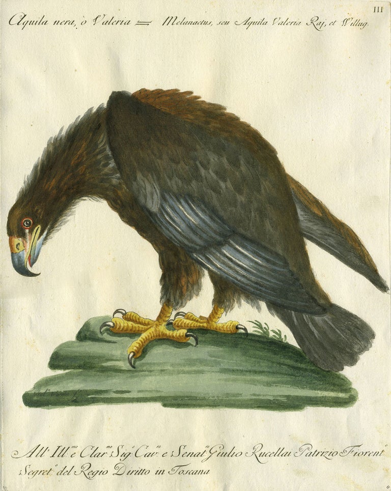 Item #20609 Aquila nera, o Valeria, Plate III, engraving from "Storia naturale degli uccelli trattata con metodo e adornata di figure intagliate in rame e miniate al naturale" Eagle, Saviero Manetti.
