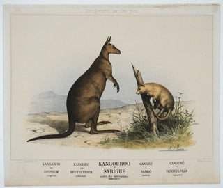 Item #20744 Kangouroo et Sarigue, ordre des marsupiaux. Kangaroo