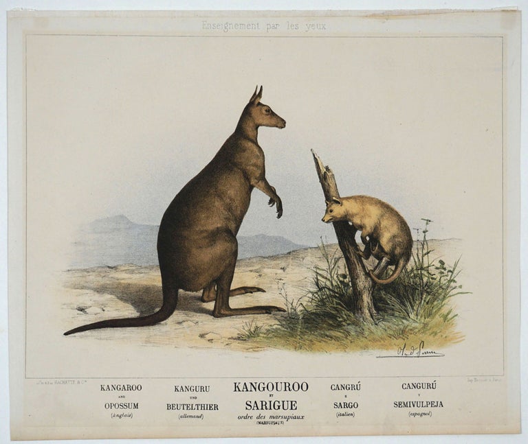 Item #20744 Kangouroo et Sarigue, ordre des marsupiaux. Kangaroo.