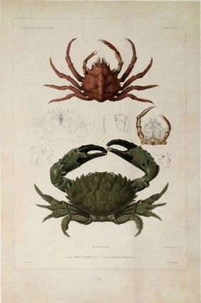 Item #21006 Maia Austral; Etise Utile. [Engraving of Crustaceans]. Dumont D'Urville, Peint et...