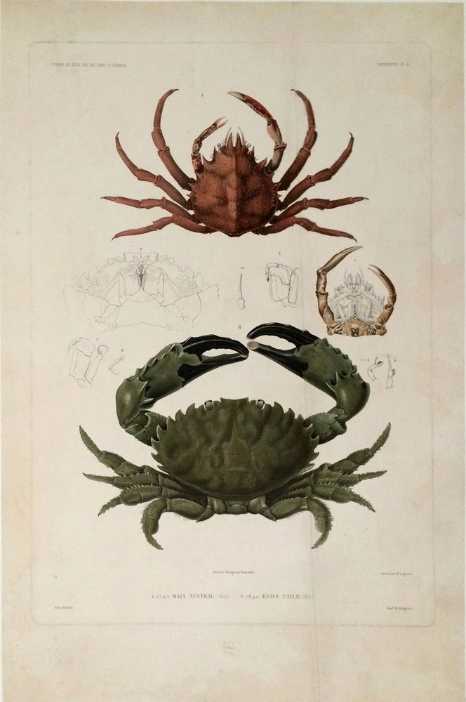 Item #21006 Maia Austral; Etise Utile. [Engraving of Crustaceans]. Dumont D'Urville, Peint et Dirige par Borromee, Grave par Victor.