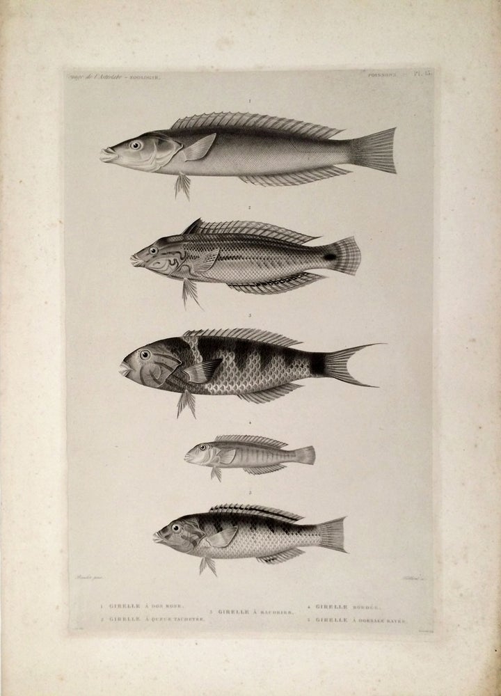 Item #21010 Girelle a dos Rose, Girelle a Queue Tachetee, Girelle a Baudrier, Girelle Bordee, Girelle a Dorsale Rayee. [Stipple engraving of fish from the South Pacific]. Dumont D'Urville, Bevalet pinx, Teillard sc.