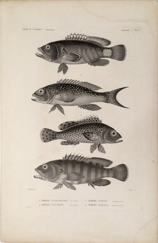 Item #21012 Merou Mille-Etoiles, Merou Mouchete, Merou Gaimard, Merou Boelang. [Stipple engraving of fish from the South Pacific]. Dumont D'Urville, Bevalet pinx, Schmel sc.