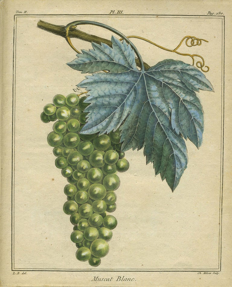 Item #21084 Muscat Blanc, Plate III, from "Traite des Arbres Fruitiers" Henri Louis Duhamel Du Monceau.