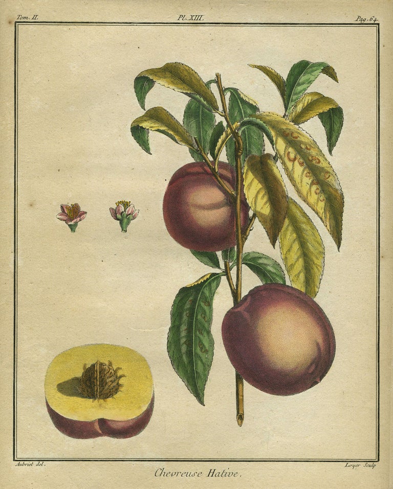 Item #21085 Chevreuse Hative, Plate XIII, from "Traite des Arbres Fruitiers" Henri Louis Duhamel Du Monceau.