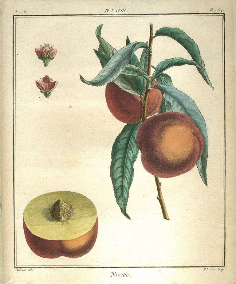 Item #21086 Nivette, Plate XXVIII, from "Traite des Arbres Fruitiers" Henri Louis Duhamel Du Monceau.