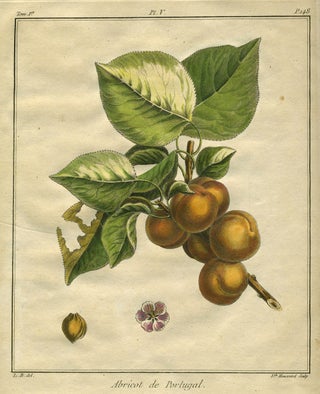 Item #21087 Abricot de Portugal, Plate V, from "Traite des Arbres Fruitiers" Henri Louis Duhamel...