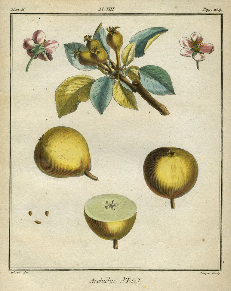 Item #21088 Archiduc d'Ete, Plate VIII, from "Traite des Arbres Fruitiers" Henri Louis Duhamel Du Monceau.