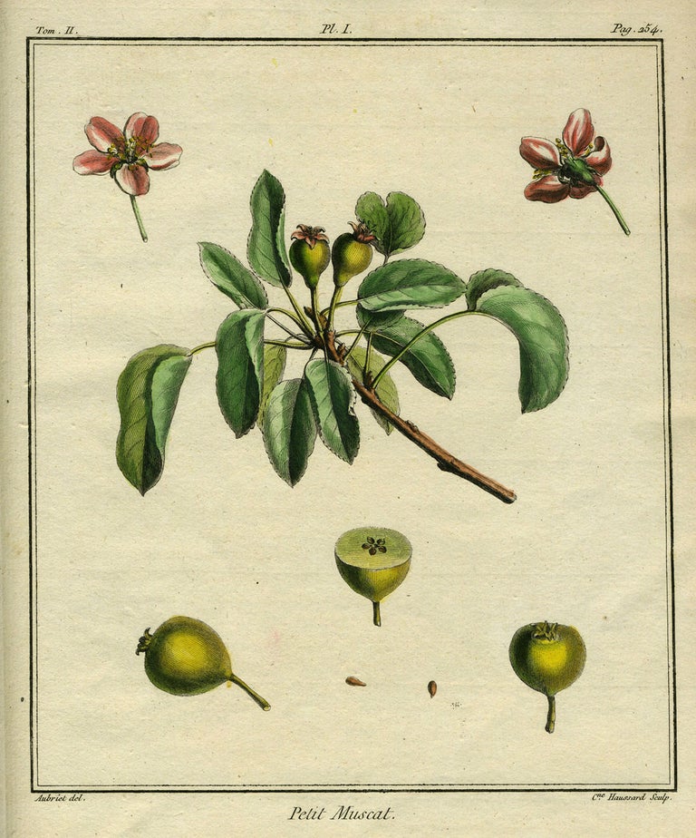 Item #21089 Petit Muscat, Plate I, from "Traite des Arbres Fruitiers" Henri Louis Duhamel Du Monceau.