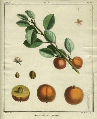 Item #21090 Abricotee de Tours, Plate XIII, from "Traite des Arbres Fruitiers" Henri Louis...