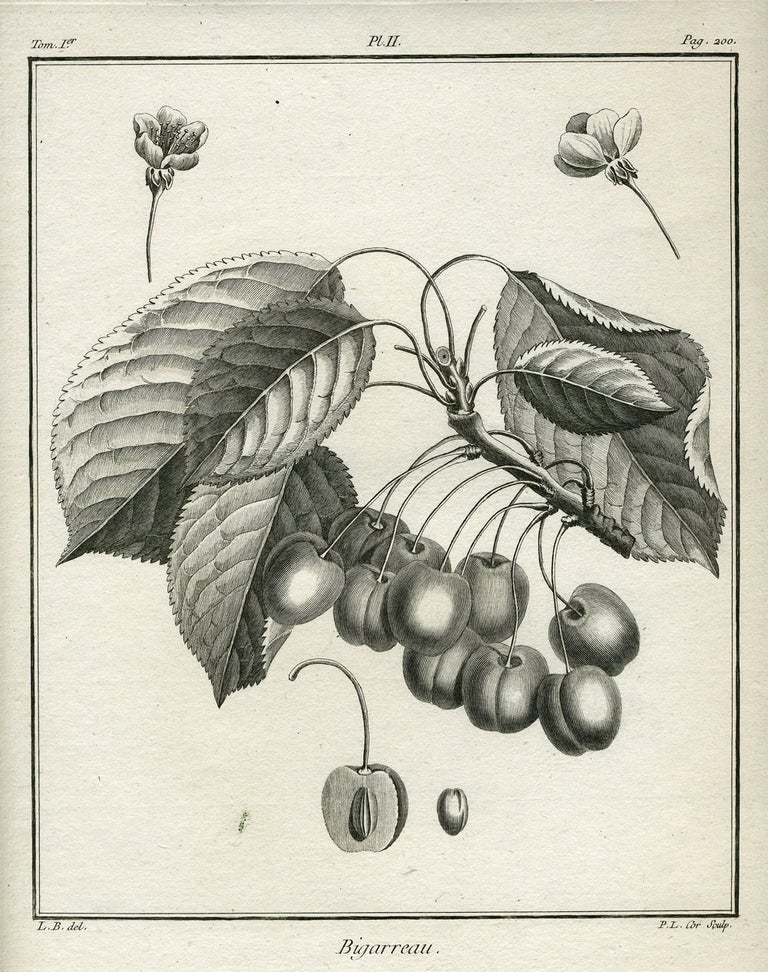 Item #21092 Bigarreau, Plate II, from "Traite des Arbres Fruitiers" Henri Louis Duhamel Du Monceau.
