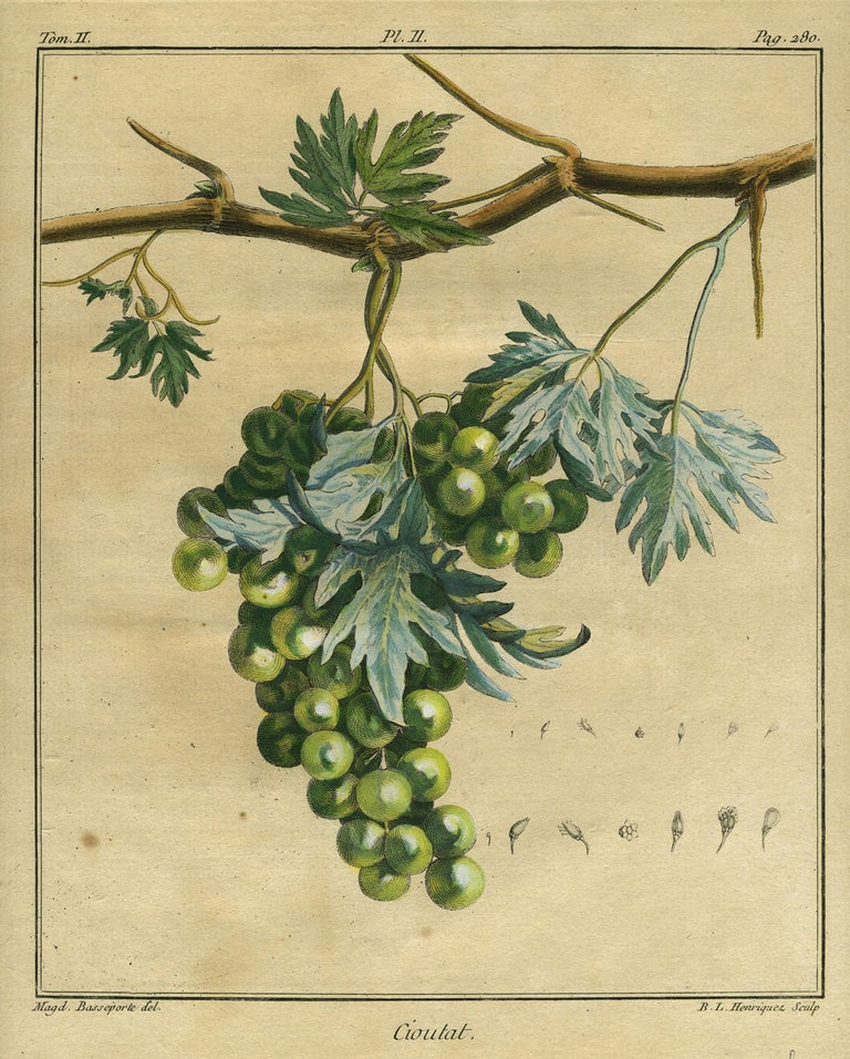 Item #21094 Cioutat, Plate II, from "Traite des Arbres Fruitiers" Henri Louis Duhamel Du Monceau.