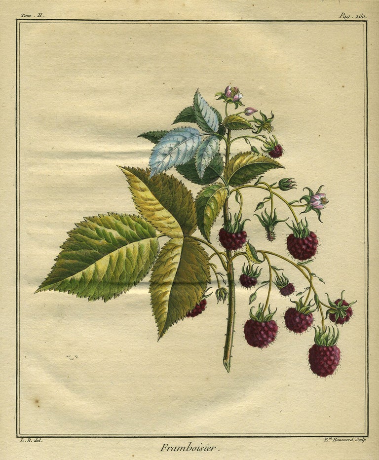 Item #21095 Framboisier from "Traite des Arbres Fruitiers" Henri Louis Duhamel Du Monceau.