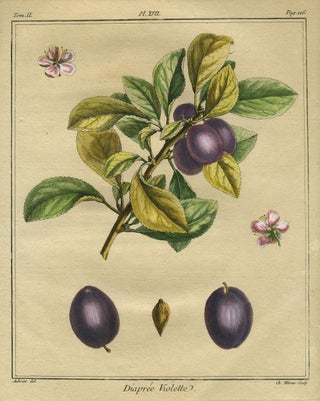 Item #21096 Diapree Violette, Plate XVII, from "Traite des Arbres Fruitiers" Henri Louis Duhamel...