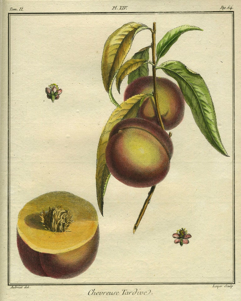 Item #21097 Chevreuse Tardive, Plate XIV, from "Traite des Arbres Fruitiers" Henri Louis Duhamel Du Monceau.