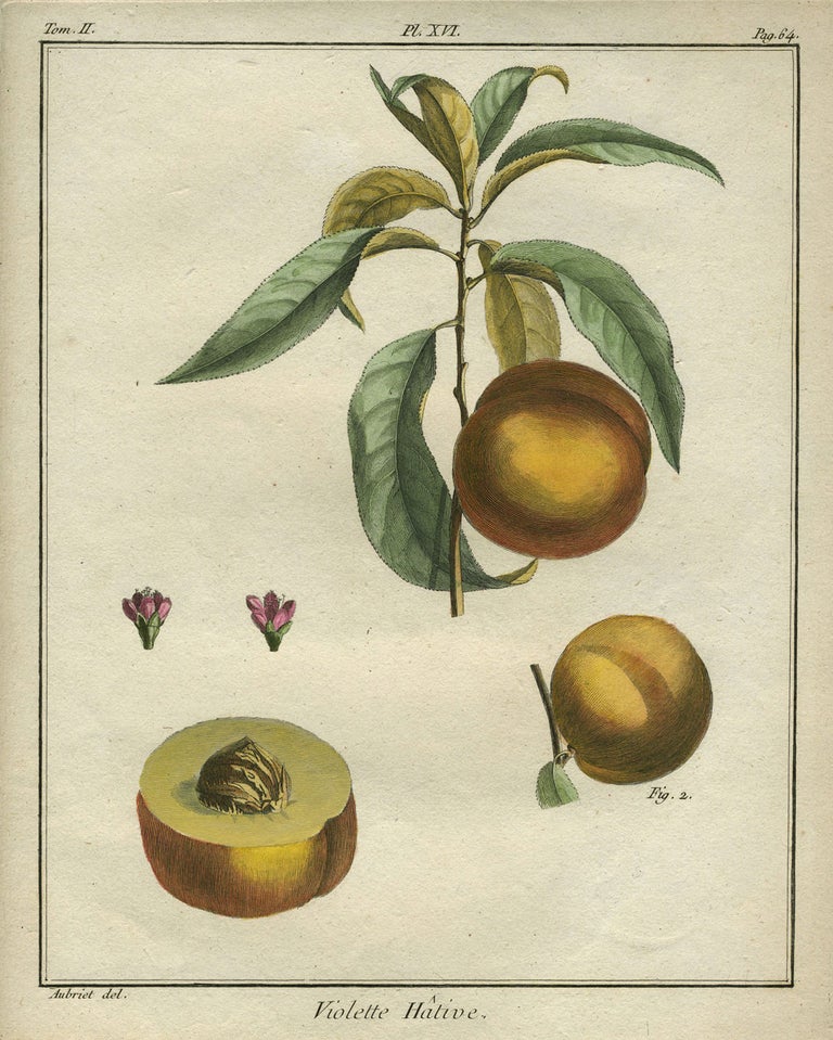 Item #21098 Violette Hative, Plate XVI, from "Traite des Arbres Fruitiers" Henri Louis Duhamel Du Monceau.