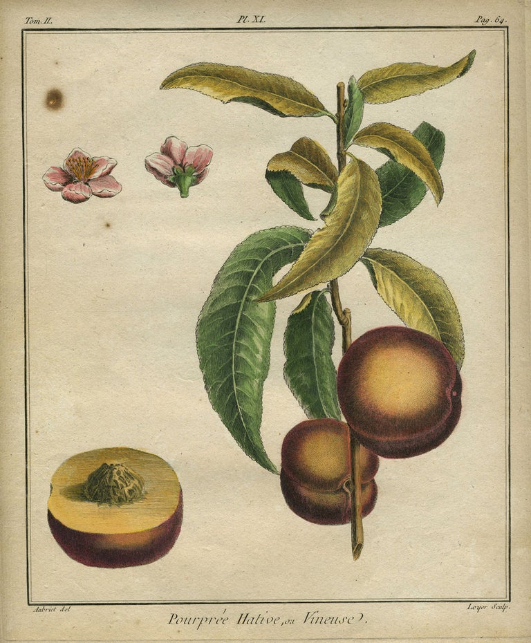 Item #21099 Pourpree Hative, ou Vineuse, Plate XI, from "Traite des Arbres Fruitiers" Henri Louis Duhamel Du Monceau.
