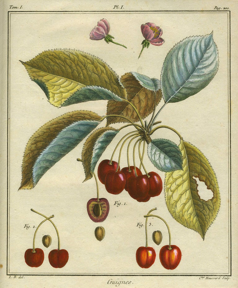 Item #21101 Guignes, Plate I, from "Traite des Arbres Fruitiers" Henri Louis Duhamel Du Monceau.