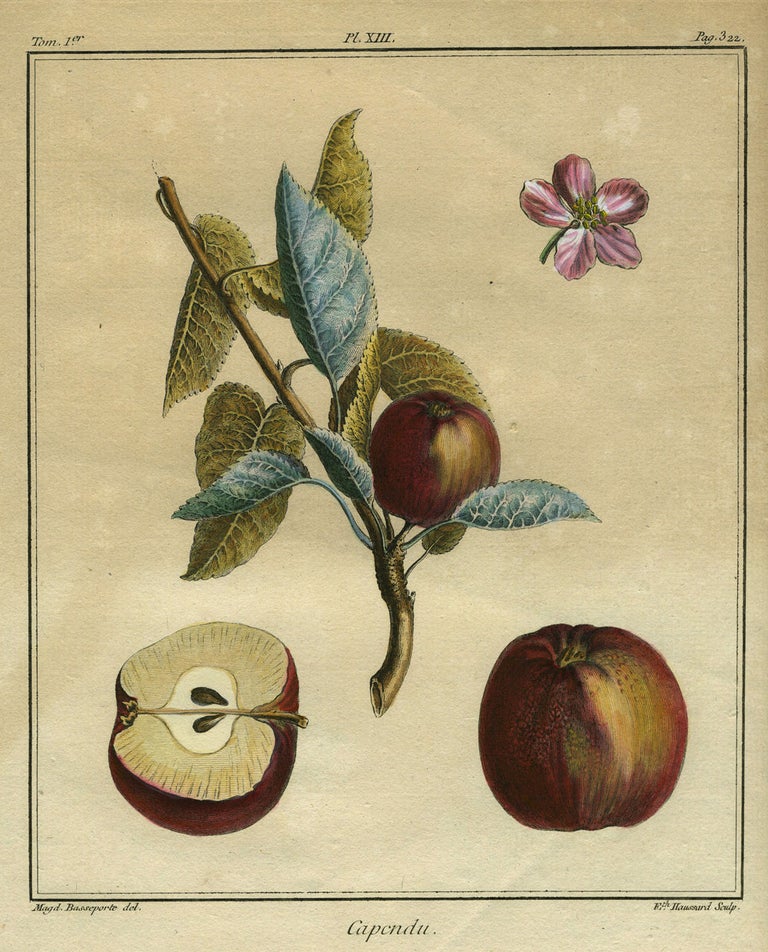 Item #21102 Capendu, Plate XIII, from "Traite des Arbres Fruitiers" Henri Louis Duhamel Du Monceau.