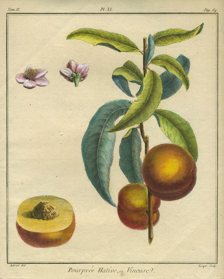 Item #21103 Pourpree Hative, ou Vineuse, Plate XI, from "Traite des Arbres Fruitiers" Henri Louis Duhamel Du Monceau.