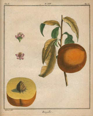 Item #21104 Royalle, Plate XXIV, from "Traite des Arbres Fruitiers" Henri Louis Duhamel Du Monceau