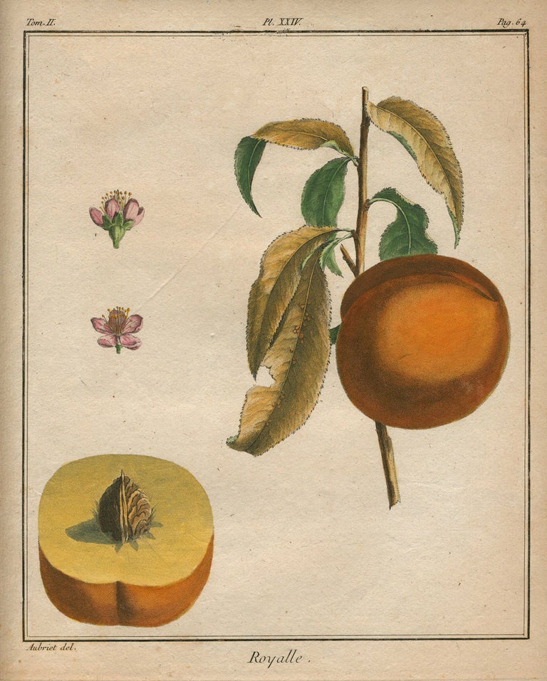Item #21104 Royalle, Plate XXIV, from "Traite des Arbres Fruitiers" Henri Louis Duhamel Du Monceau.