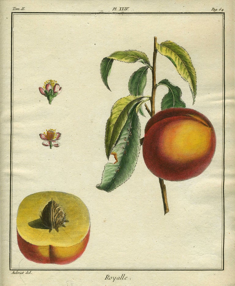 Item #21106 Royalle, Plate XXIV, from "Traite des Arbres Fruitiers" Henri Louis Duhamel Du Monceau.