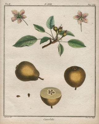 Item #21109 Cassolette, Plate XVIII, from "Traite des Arbres Fruitiers" Henri Louis Duhamel Du...