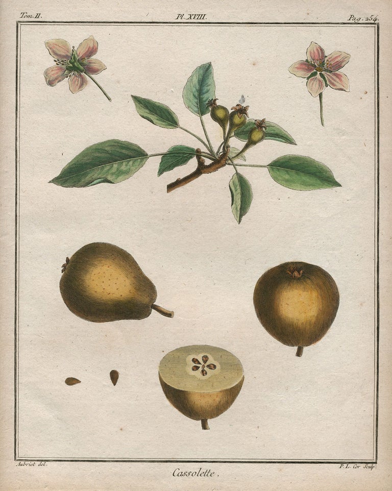 Item #21109 Cassolette, Plate XVIII, from "Traite des Arbres Fruitiers" Henri Louis Duhamel Du Monceau.