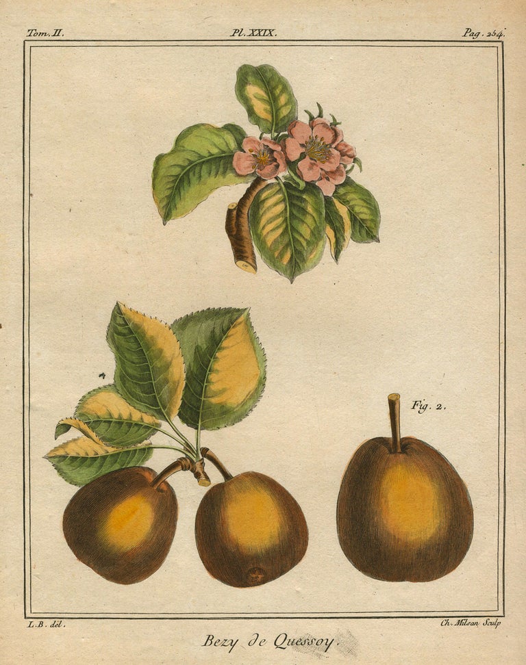 Item #21110 Bezy de Quessoy, Plate XXIX, from "Traite des Arbres Fruitiers" Henri Louis Duhamel Du Monceau.