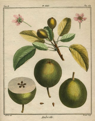 Item #21111 Ambrette, Plate XXXI, from "Traite des Arbres Fruitiers" Henri Louis Duhamel Du Monceau