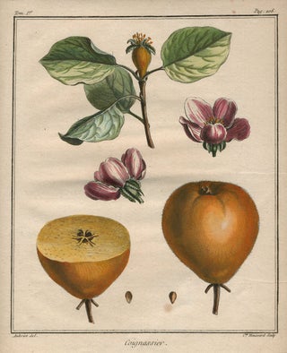 Item #21112 Coignassier, from "Traite des Arbres Fruitiers" Henri Louis Duhamel Du Monceau