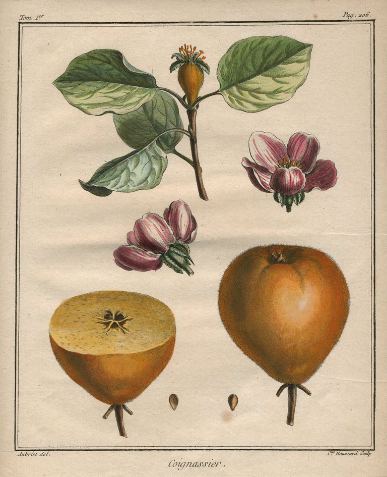 Item #21112 Coignassier, from "Traite des Arbres Fruitiers" Henri Louis Duhamel Du Monceau.