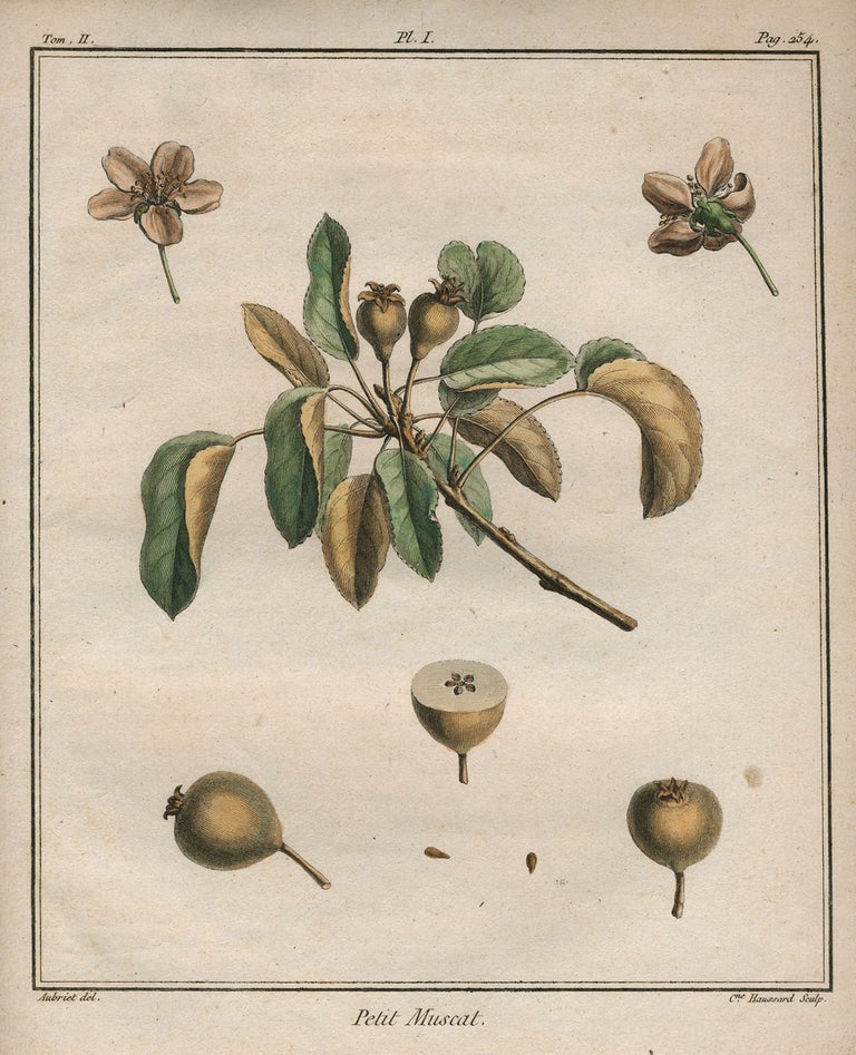 Item #21113 Petit Muscat, Plate I, from "Traite des Arbres Fruitiers" Henri Louis Duhamel Du Monceau.