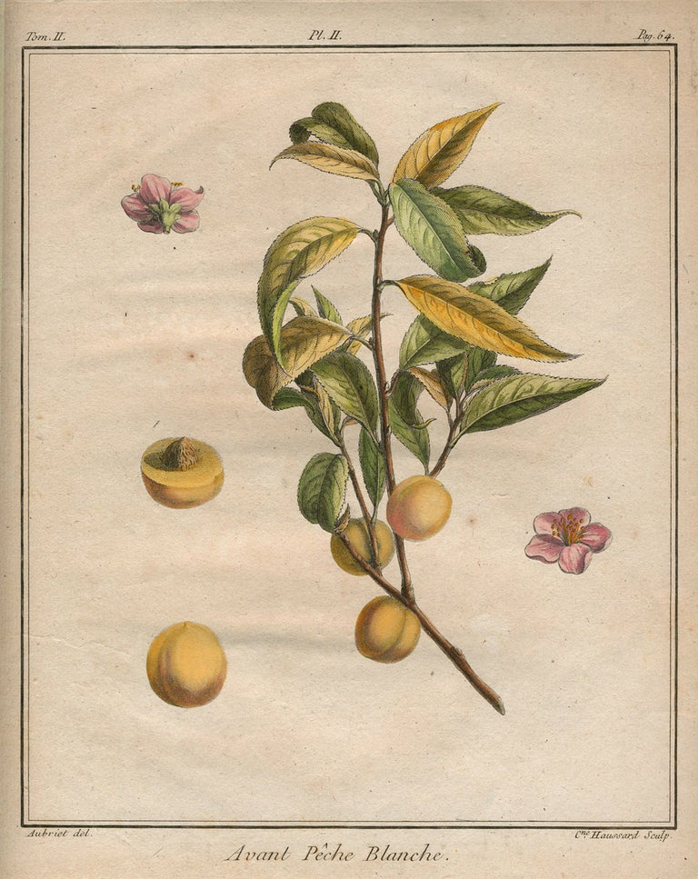 Item #21114 Avant Peche Blanche, Plate II, from "Traite des Arbres Fruitiers" Henri Louis Duhamel Du Monceau.