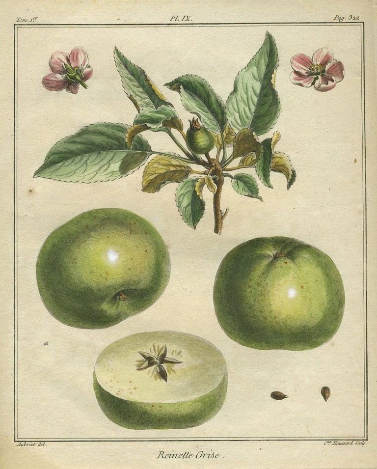 Item #21115 Reinette Grise, Plate IX, from "Traite des Arbres Fruitiers" Henri Louis Duhamel Du Monceau.