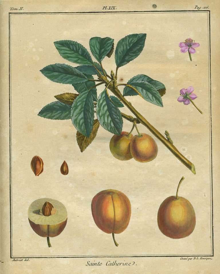 Item #21117 Sainte Catherine, Plate XIX, from "Traite des Arbres Fruitiers" Henri Louis Duhamel Du Monceau.