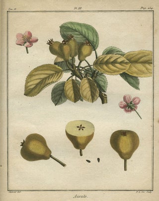 Item #21118 Aurate, Plate III, from "Traite des Arbres Fruitiers" Henri Louis Duhamel Du Monceau