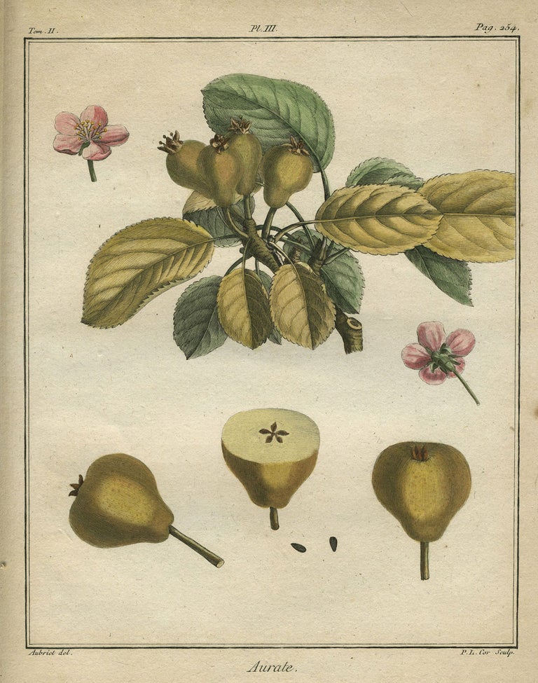 Item #21118 Aurate, Plate III, from "Traite des Arbres Fruitiers" Henri Louis Duhamel Du Monceau.