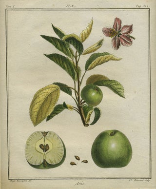 Item #21119 Anis, Plate V, from "Traite des Arbres Fruitiers" Henri Louis Duhamel Du Monceau