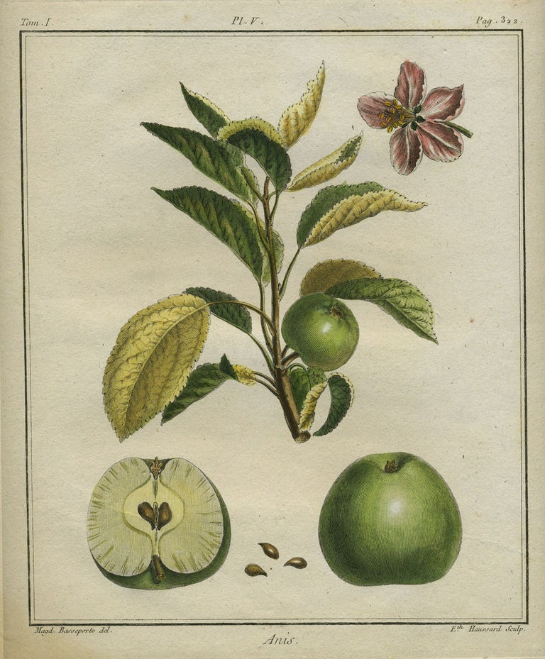 Item #21119 Anis, Plate V, from "Traite des Arbres Fruitiers" Henri Louis Duhamel Du Monceau.