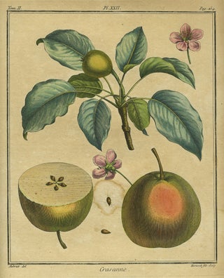 Item #21120 Crasanne, Plate XXII, from "Traite des Arbres Fruitiers" Henri Louis Duhamel Du Monceau