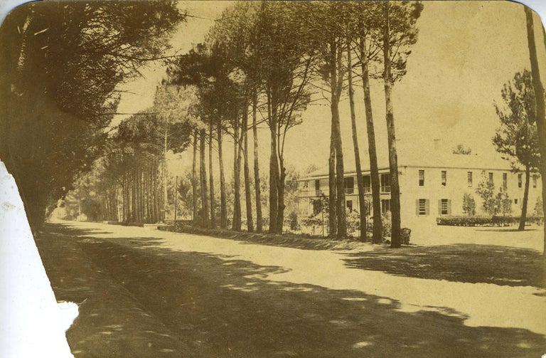 Item #21169 Albumen Photograph of Tree Lined Street in Wynberg near Cape Town. Photography, South Africa.