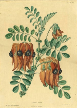 Item #21207 Clianthus Dampieri, Sturt's Desert Pea, from the rare work "The Illustrated Bouquet"...