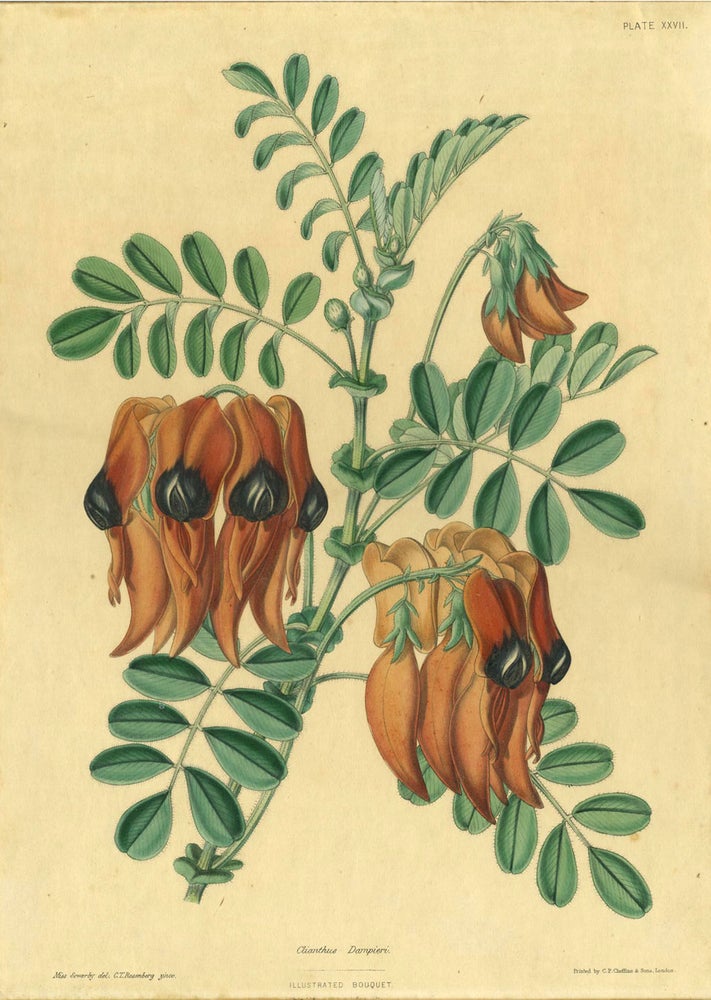 Item #21207 Clianthus Dampieri, Sturt's Desert Pea, from the rare work "The Illustrated Bouquet" Charlotte Caroline Sowerby.